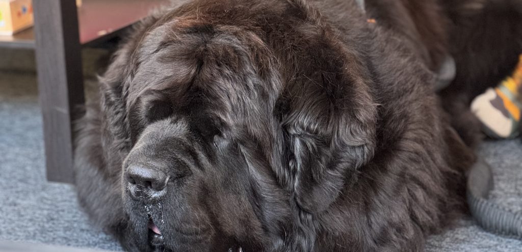 Introducing Yogi & Cindy Bears: Bringing Furry Support to Every Student Aberdeen